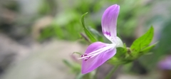 Dicliptera bupleuroides
