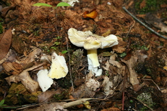 Tricholoma subsejunctum
