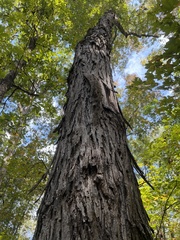 Carya carolinae-septentrionalis