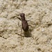 Pygmy Tiger Beetle - Photo (c) jmbearce, some rights reserved (CC BY-NC), uploaded by jmbearce