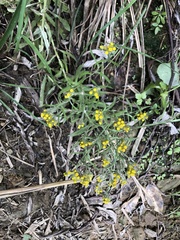 Pseudognaphalium hypoleucum