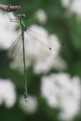 Lestes temporalis