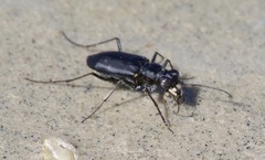 Cicindela nigrocoerulea