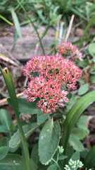 Hylotelephium maximum × spectabile