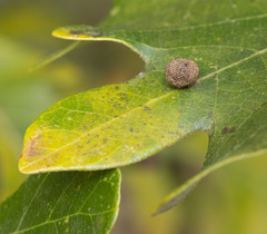 Acraspis pezomachoides