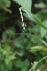 Lestes temporalis