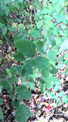 Symphoricarpos orbiculatus