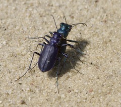 Cicindela nigrocoerulea