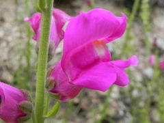 Antirrhinum tortuosum
