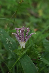 Tricyrtis
