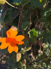 Thunbergia gregorii