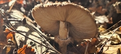Chlorophyllum rhacodes