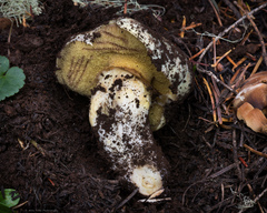 Suillus ponderosus