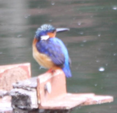 Corythornis vintsioides