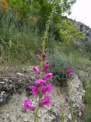 Antirrhinum tortuosum