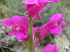 Antirrhinum tortuosum