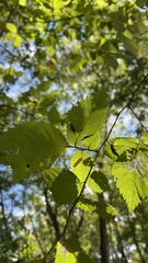 Ulmus americana
