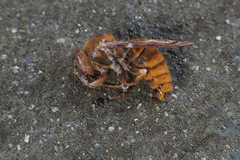 Vespa simillima xanthoptera