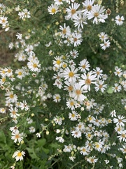 Symphyotrichum pilosum