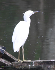 Egretta garzetta dimorpha