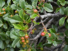 Rhamnus pumila