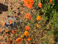Angiospermae