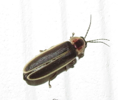 Photinus obscurellus