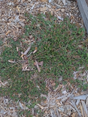 Amaranthus deflexus