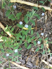 Evolvulus alsinoides angustifolius