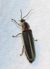 Photinus obscurellus