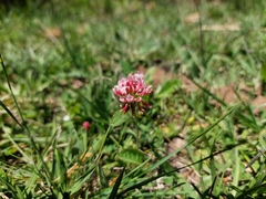 Trifolium polymorphum
