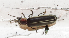 Photinus obscurellus