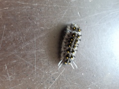 Lophocampa roseata