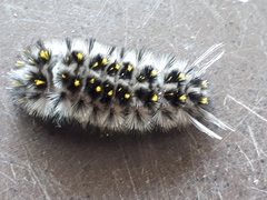Lophocampa roseata