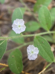 Evolvulus alsinoides angustifolius