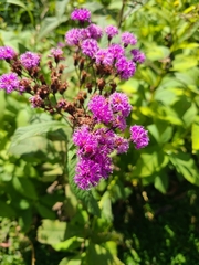 Vernonia fasciculata