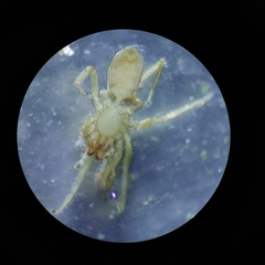 Dysderidae
