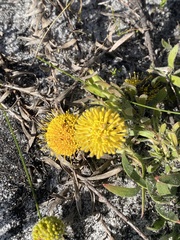 Leucospermum prostratum