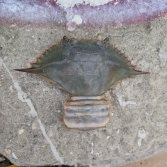 Callinectes sapidus