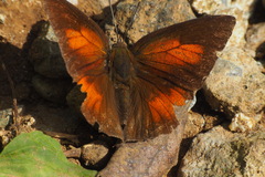 Curetis acuta paracuta