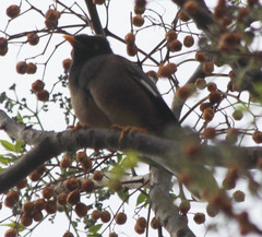 Acridotheres tristis