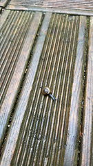 Oxychilus draparnaudi