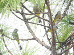 Ptiliogonys cinereus