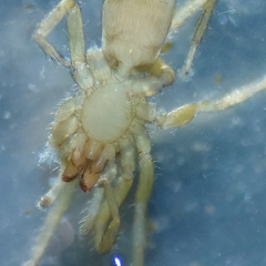 Dysderidae