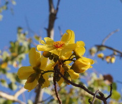 Cochlospermum gillivraei