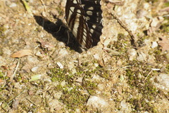 Neptis
