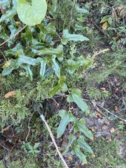Smilax bona-nox