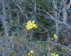 Cochlospermum gillivraei