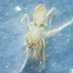 Dysderidae