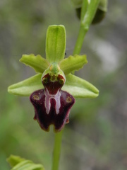 Ophrys sphegodes sphegodes